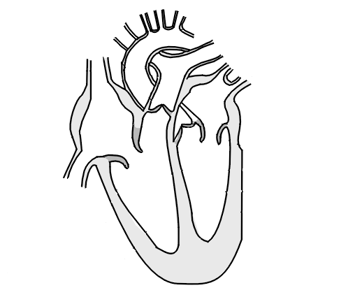 unlabelled drawing of heart